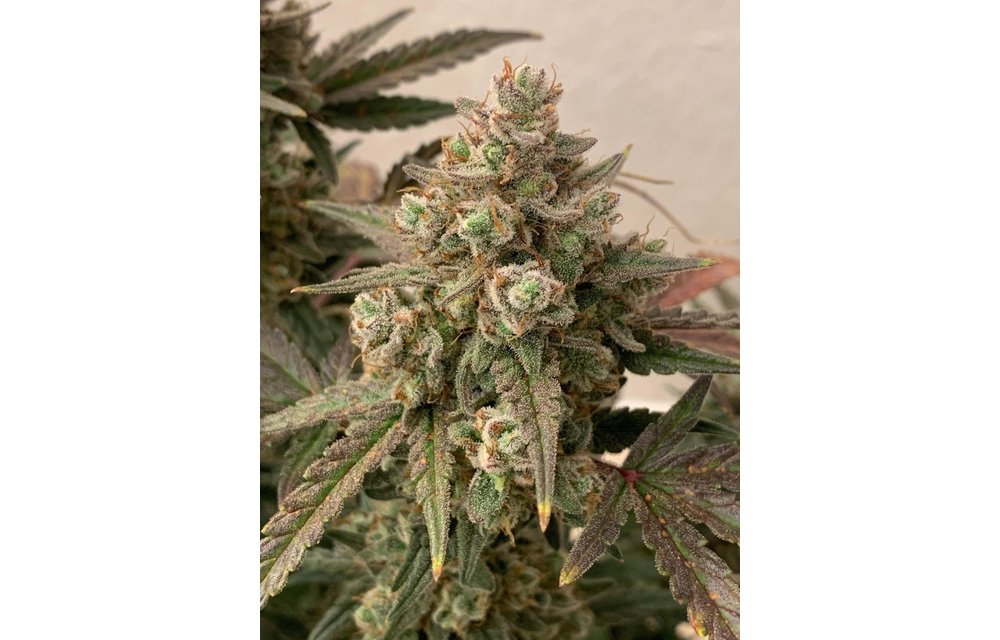 GG Tangie Auto Fem 3 pk
