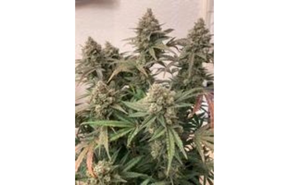 GG Tangie Auto Fem 3 pk