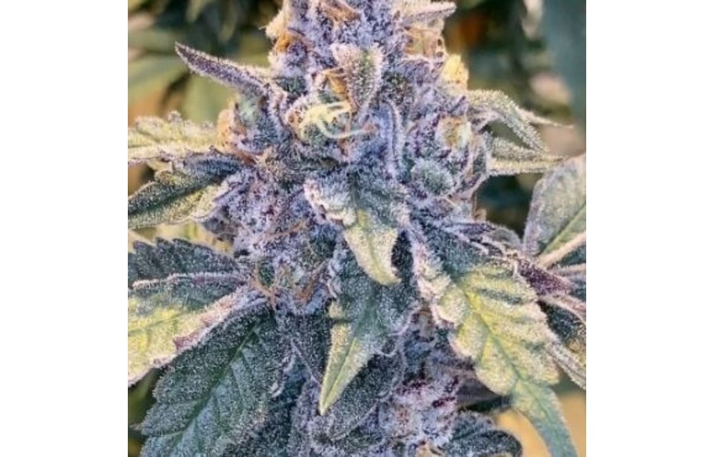Jilly Bean S1 Fem 5 pk