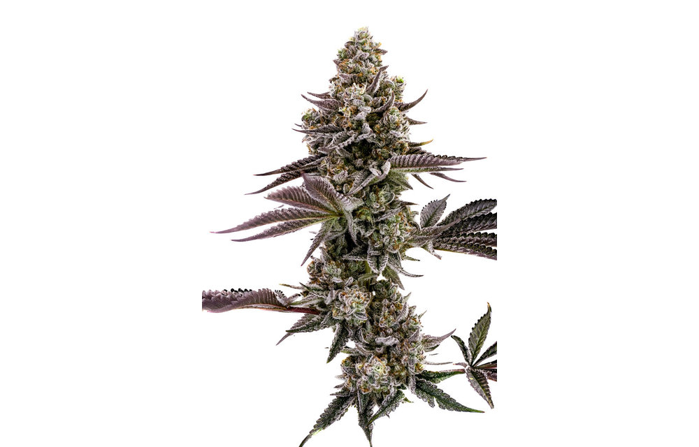 Blueberry Cupcake Fem 10 pk