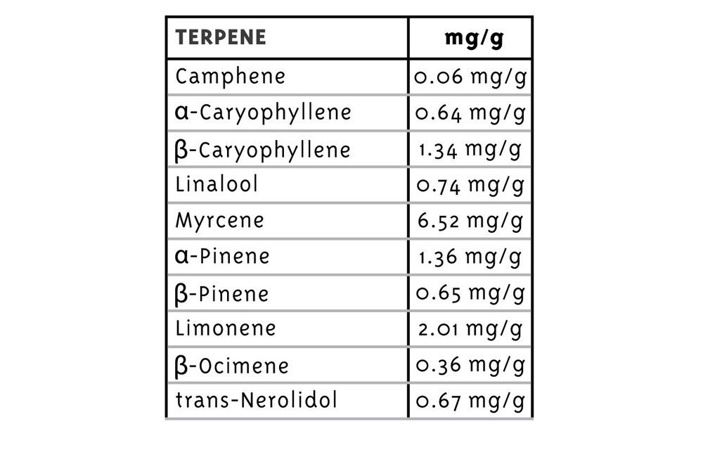 Caramel Cream Auto Fem 10 pk