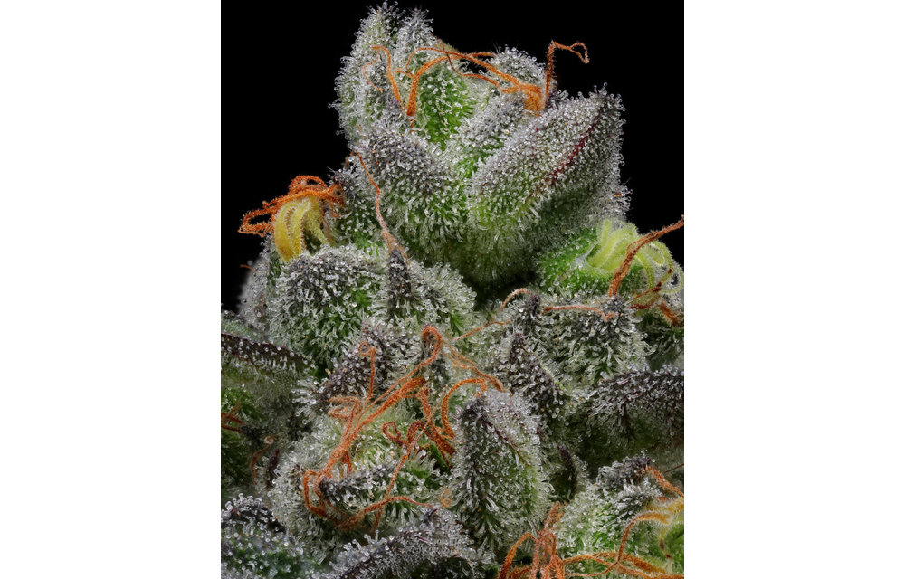 Caramel Cream Auto Fem 10 pk