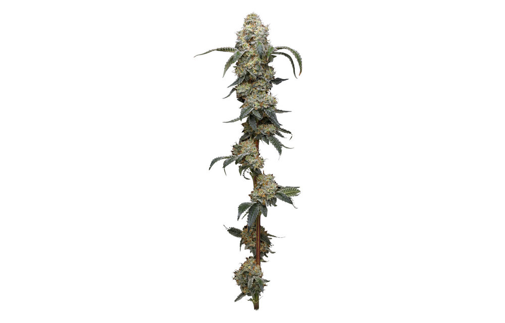 Farmers Daughter Fem 10 pk