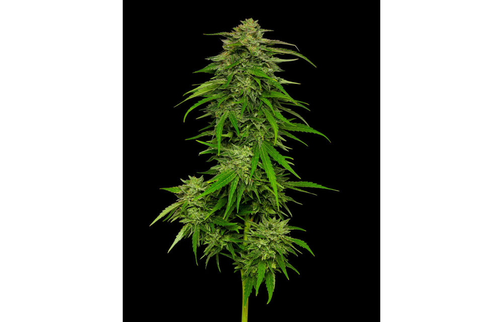 Mango Sherbert Auto Fem 10 pk