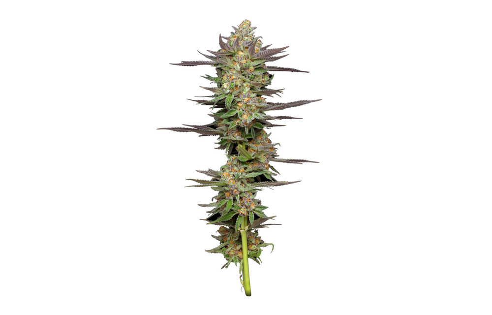 Mint Jelly Auto Fem 10 pk