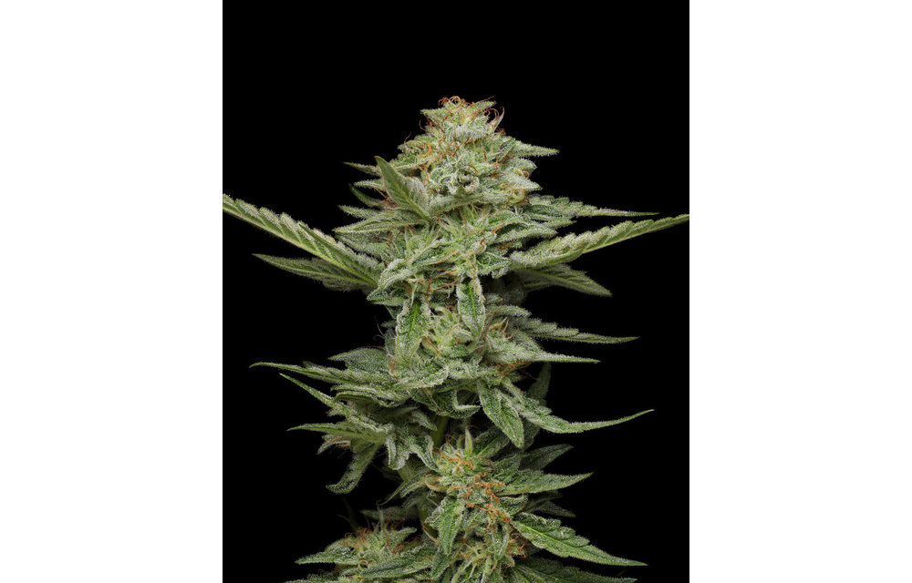 Pistachio Fem 10 pk