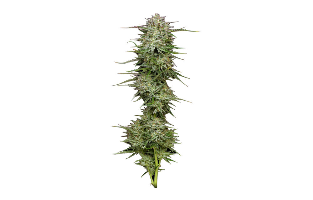 Pound Town Auto Fem 10 pk