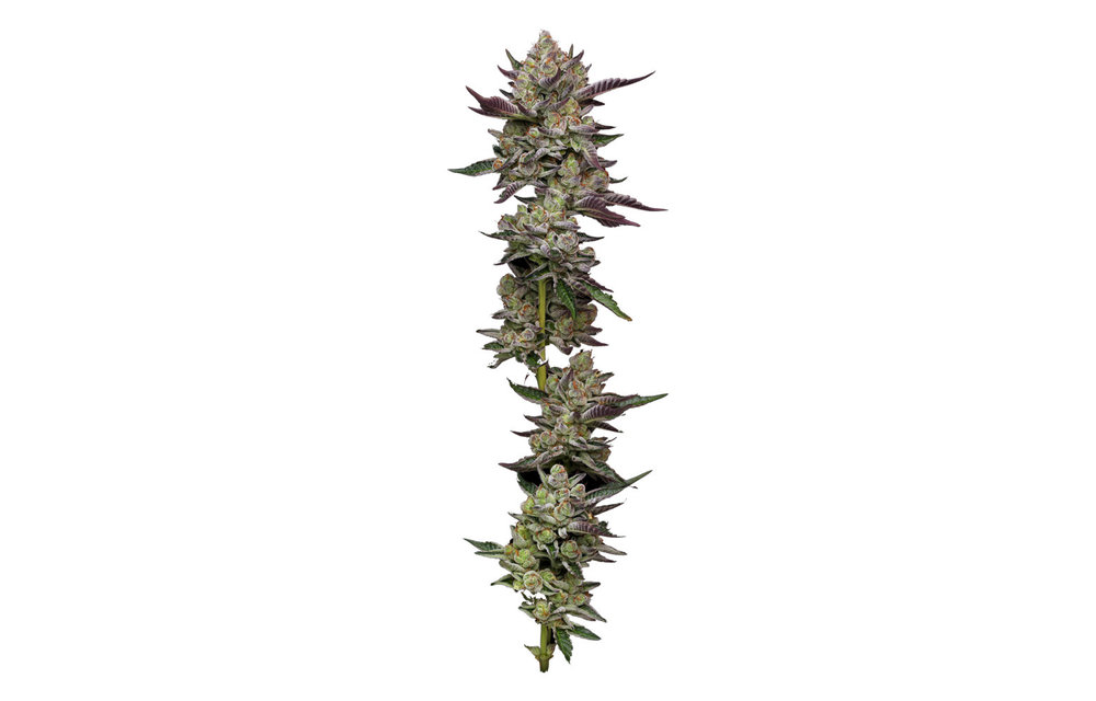 Poddy Mouth Fem 10 pk