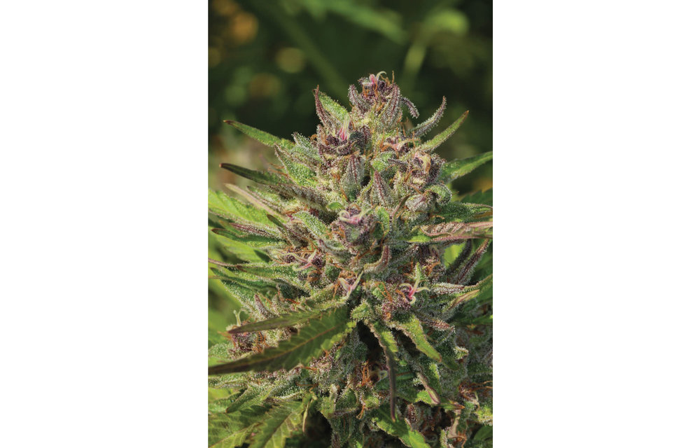 P.P.D. Auto Fem 10 pk