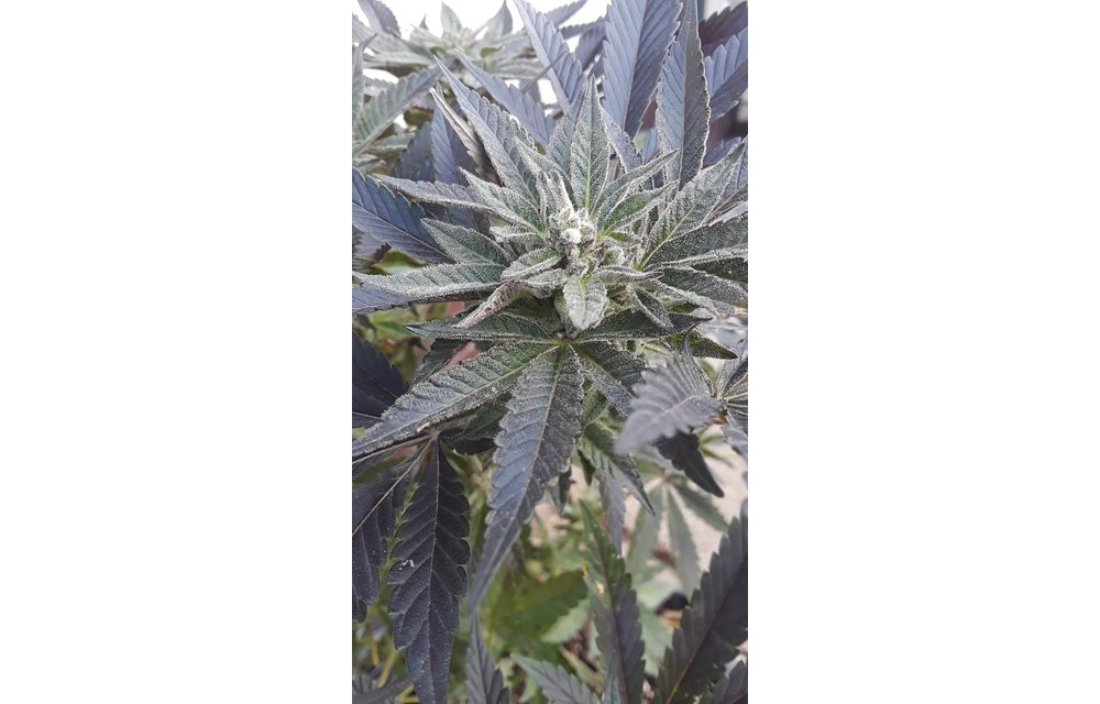 Aurora Sours Reg 6 pk