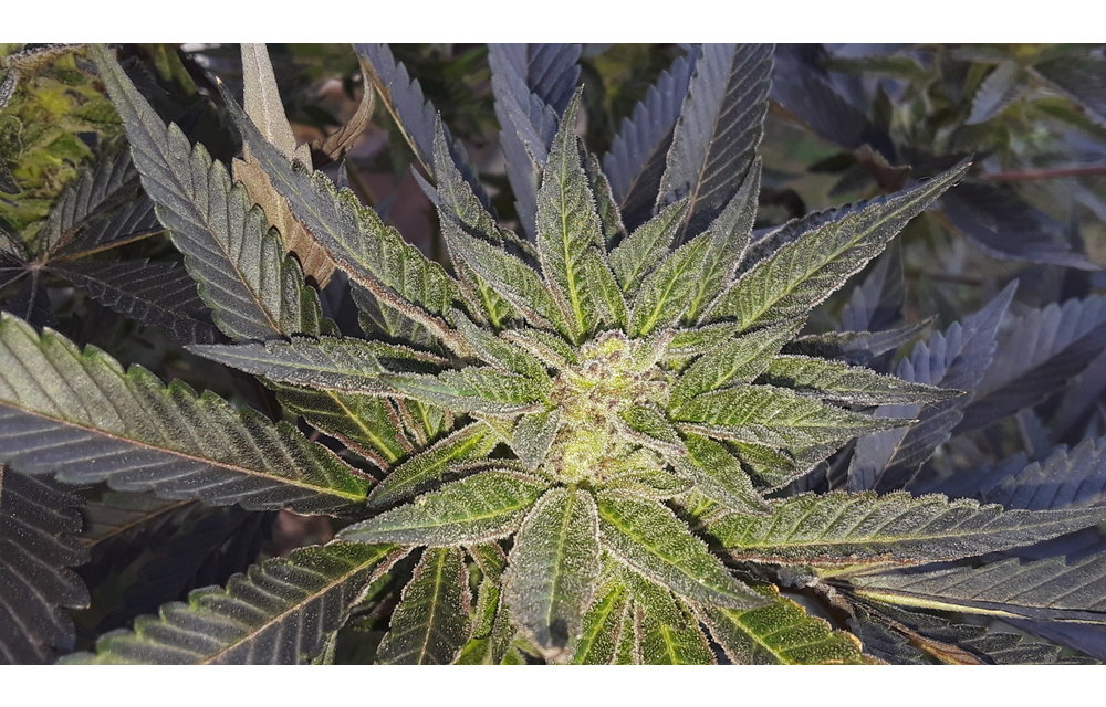 Aurora Sours Reg 6 pk