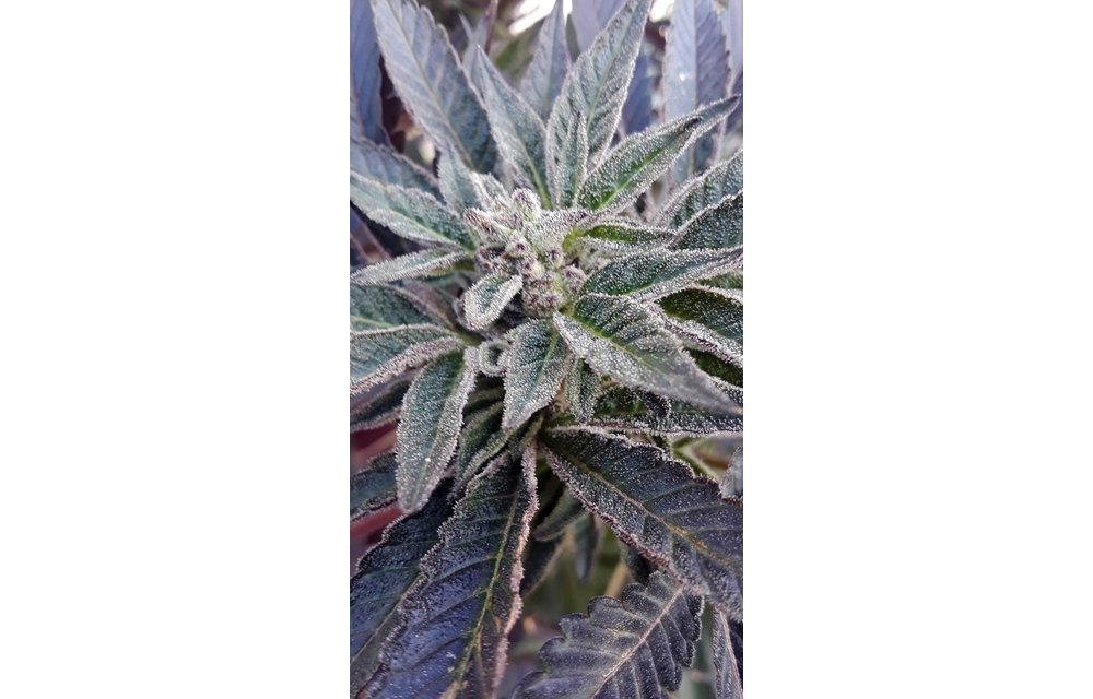 Aurora Sours Reg 6 pk
