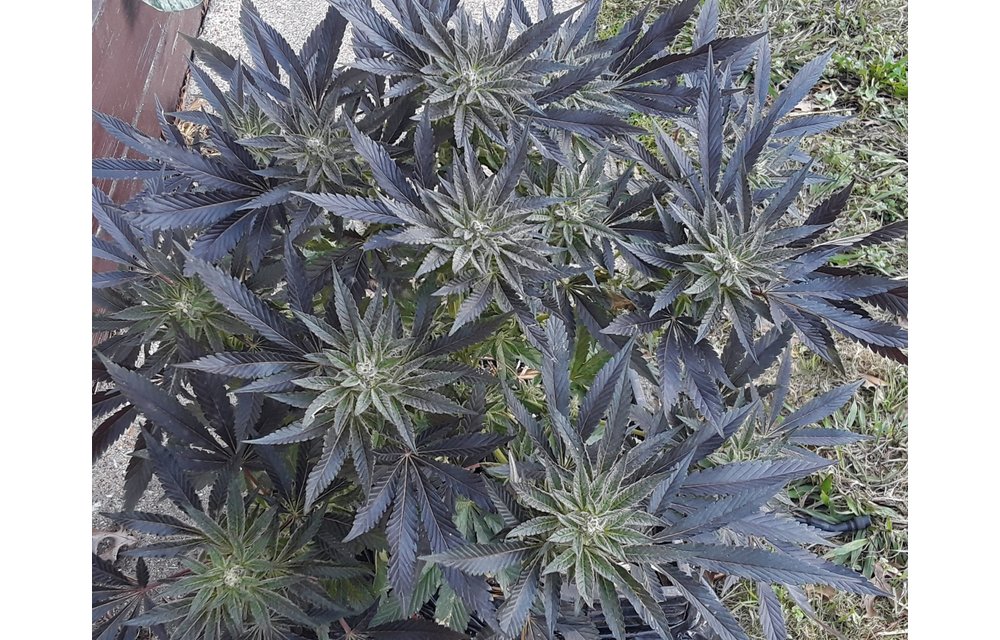 Aurora Sours Reg 6 pk