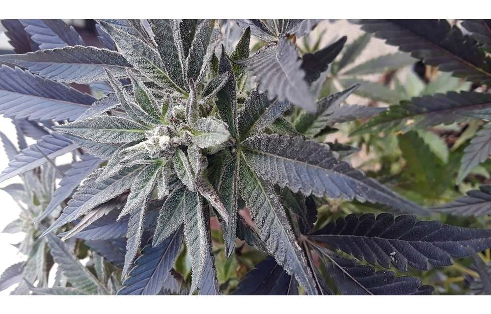 Aurora Sours Reg 6 pk
