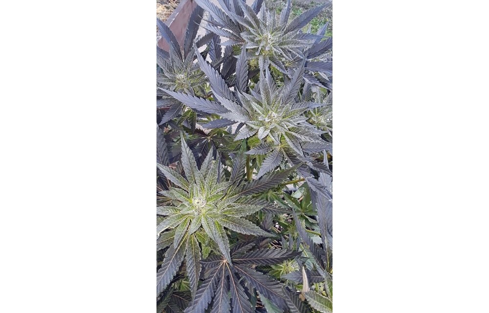Aurora Sours Reg 6 pk
