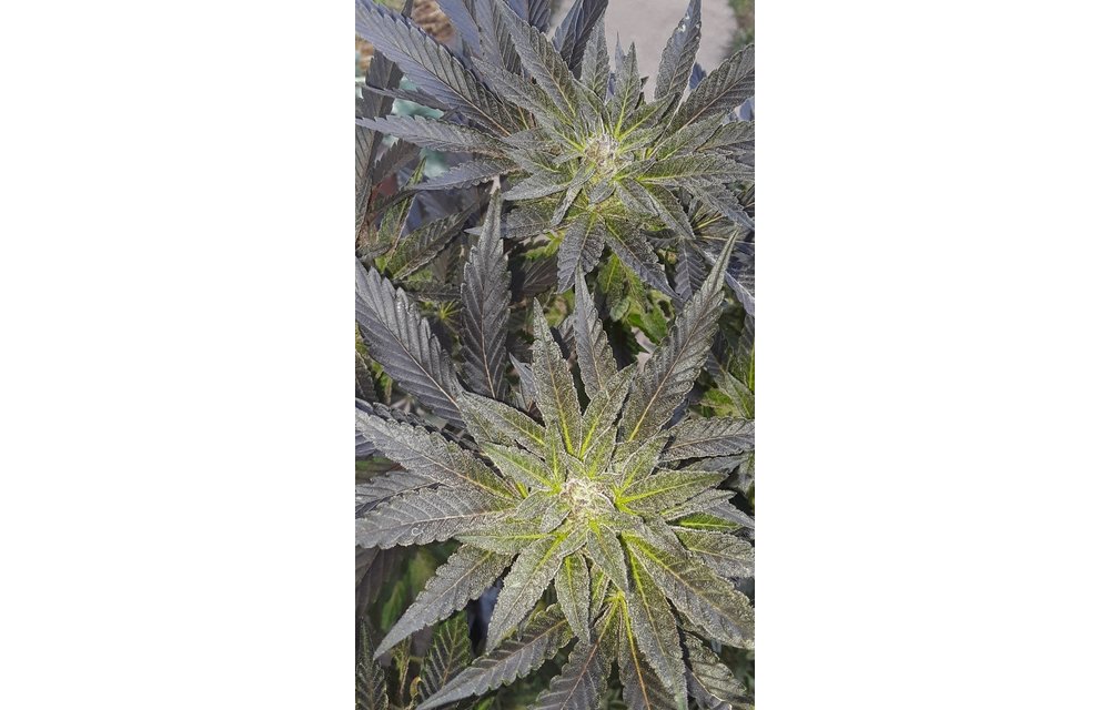 Aurora Sours Reg 6 pk