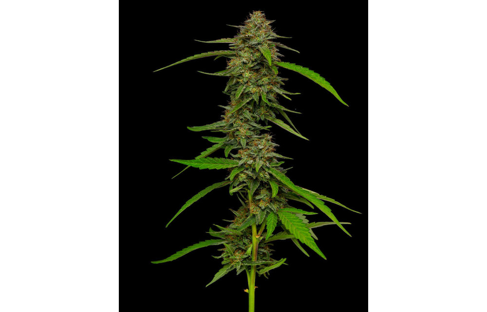 Strawberry Cheesecake Reg 20 pk