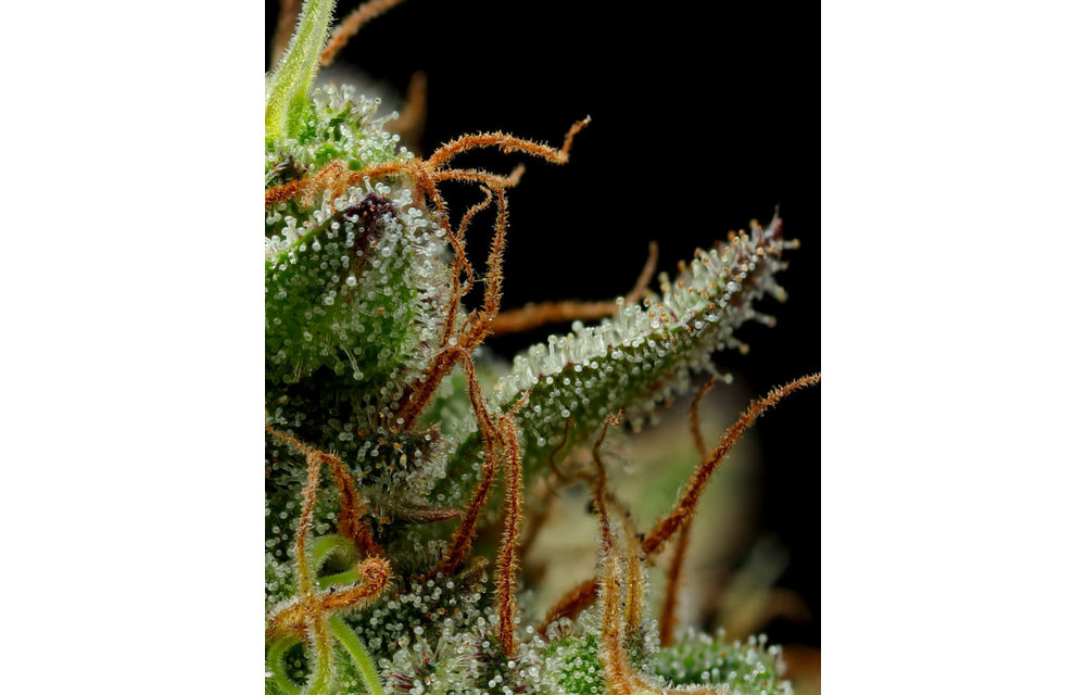 Strawberry Cheesecake Reg 20 pk