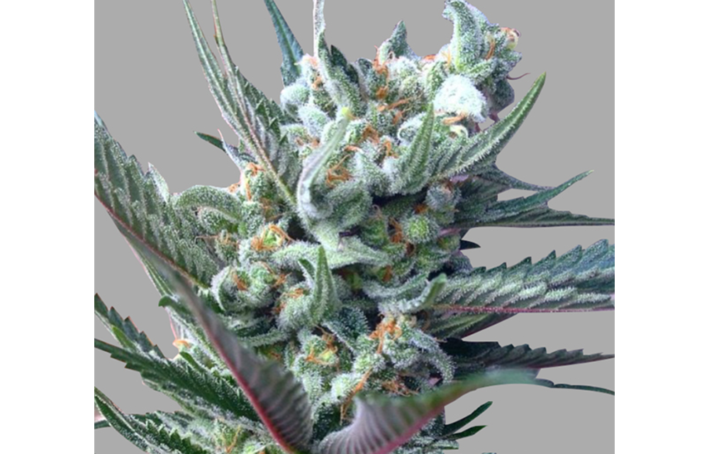 Moonshine GTH Fem 6 pk