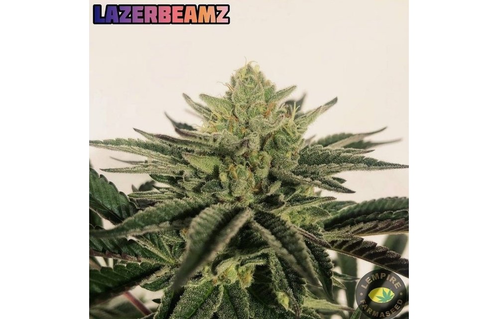 Lazer Beamz Reg 20 pk