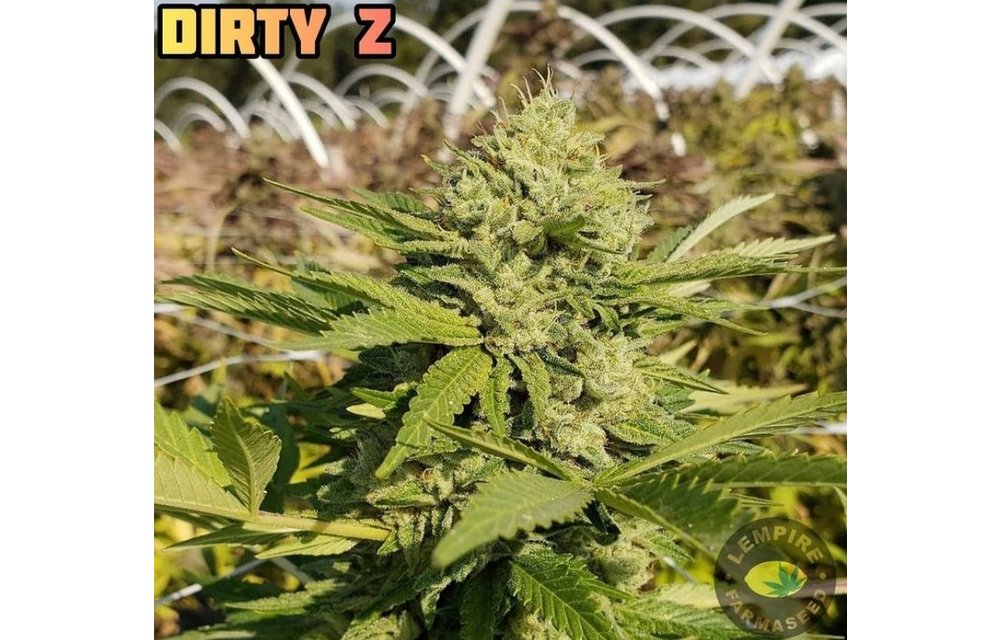 Dirty Z Reg 20 pk