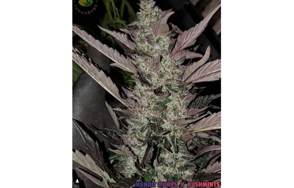 Mendo Purps x Kush Mints Reg 20 pk