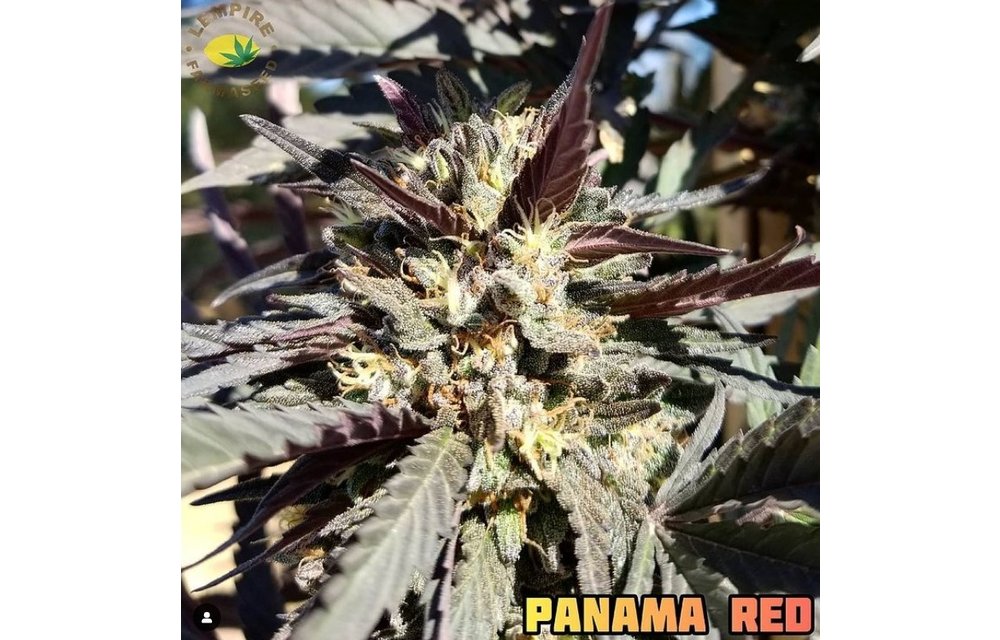 Panama Redz Reg 10 pk