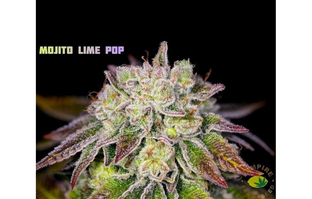Mojito Limepop Reg 20 pk