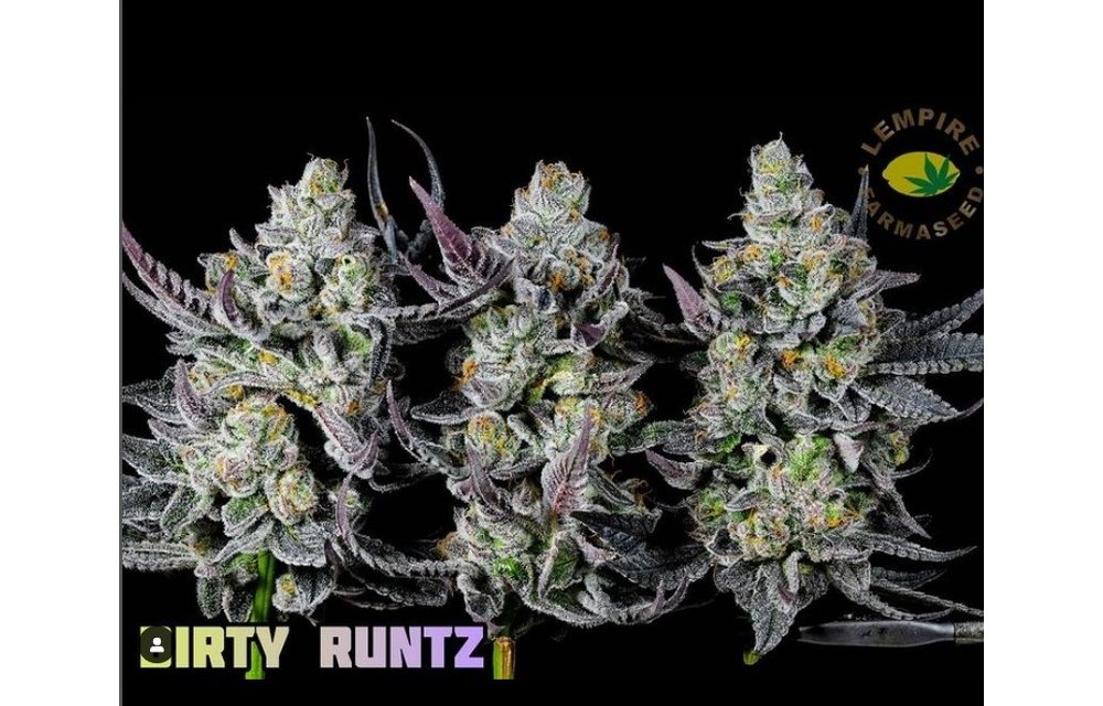 Dirty Runtz Reg 20 pk