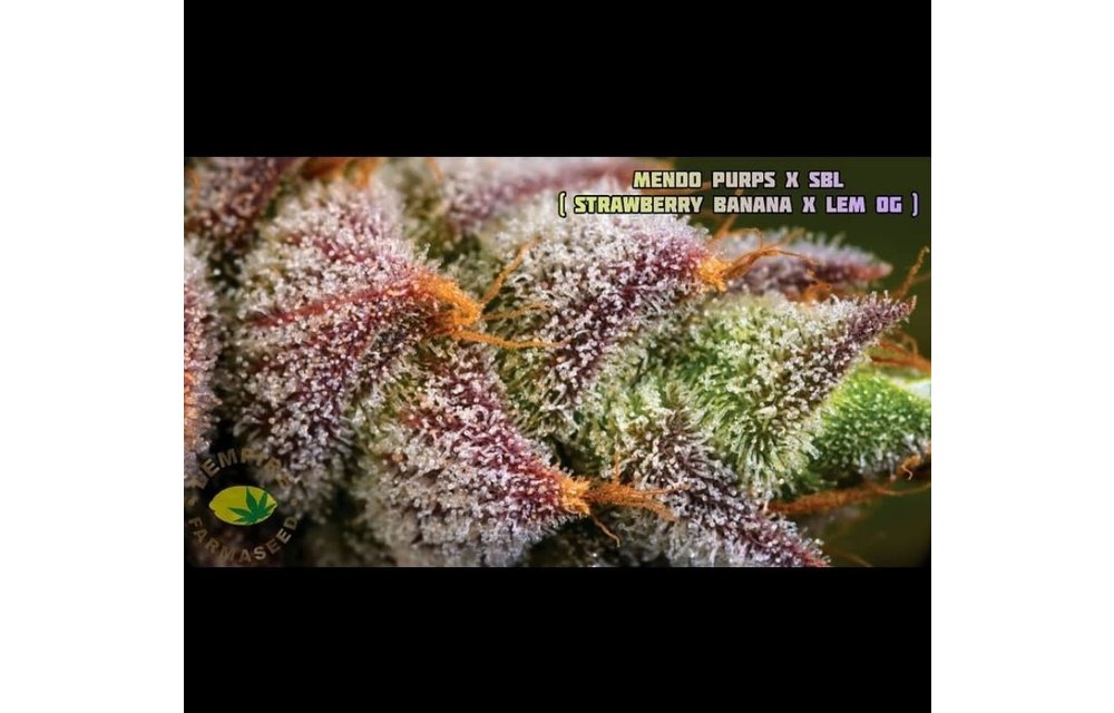 Mendo Purps x SBL #6 Reg 20 pk