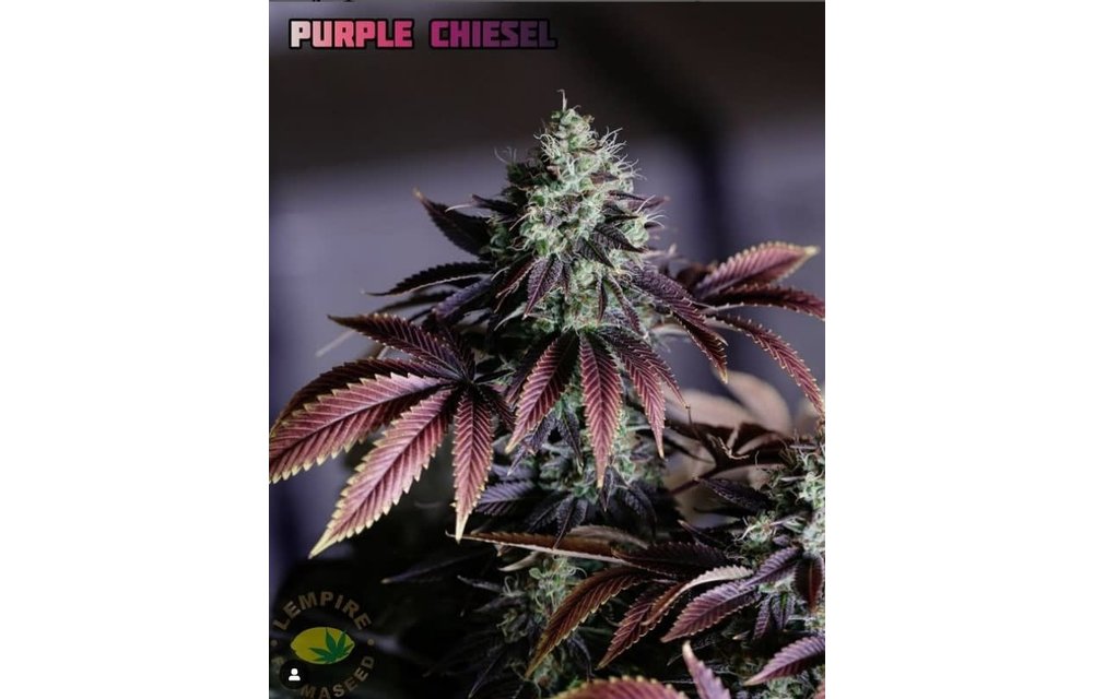 Purple Chiesel Reg 20 pk