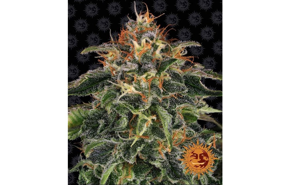 Moby Dick Fem 5 pk