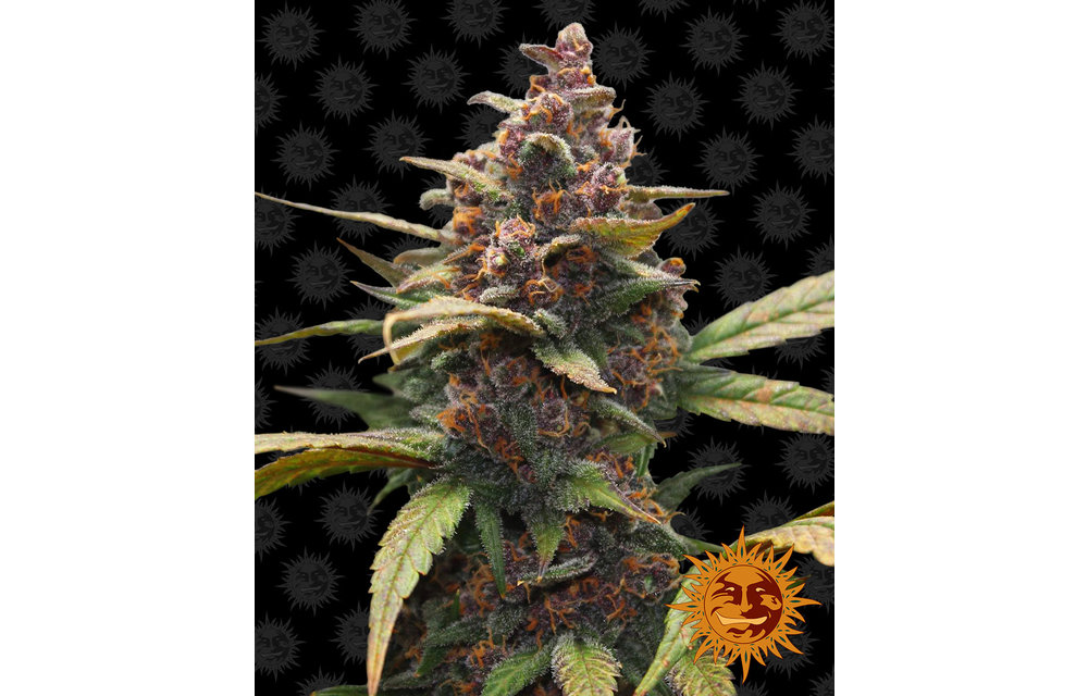 Ayahuasca Purple Fem 5 pk