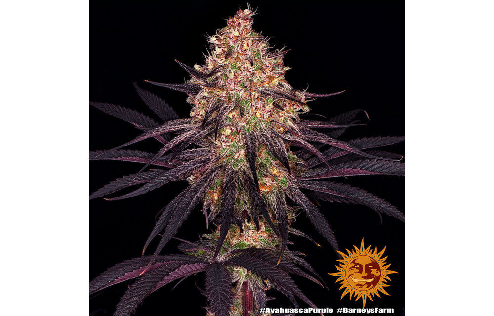 Ayahuasca Purple Fem 5 pk