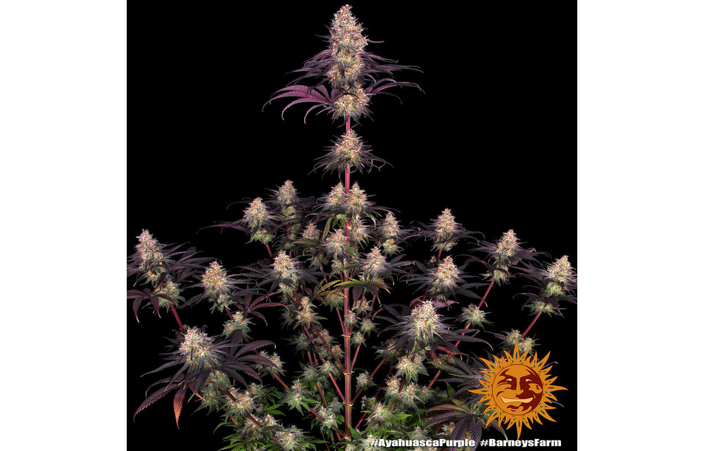 Ayahuasca Purple Fem 5 pk