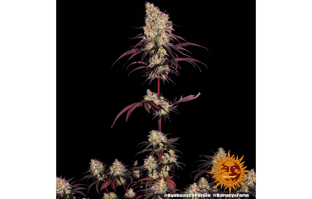 Ayahuasca Purple Fem 5 pk