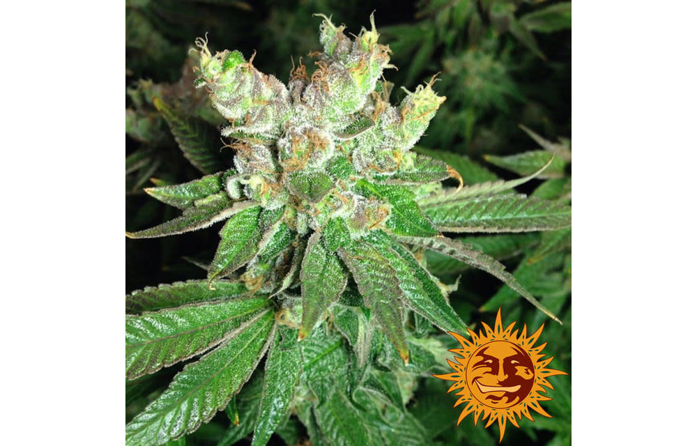 Cookies Kush Fem 5 pk