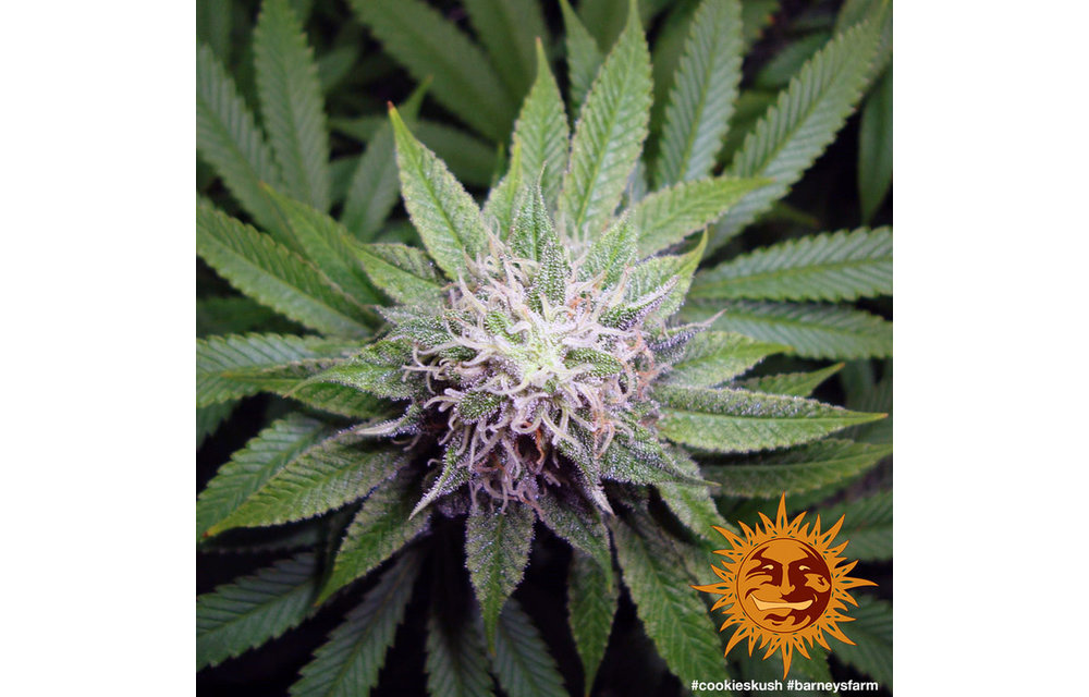 Cookies Kush Fem 5 pk