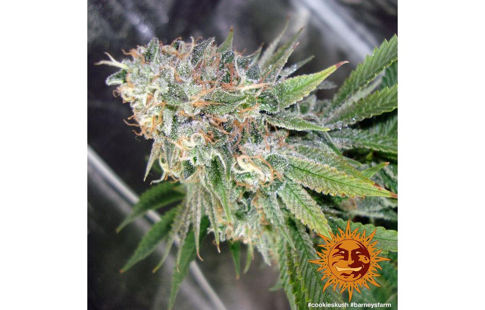 Cookies Kush Fem 5 pk