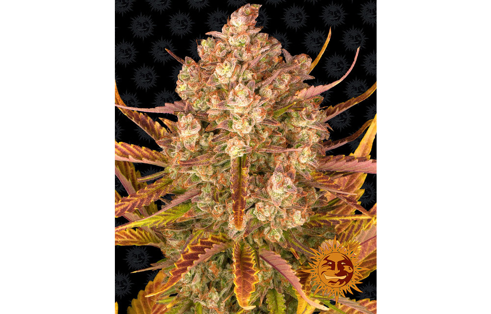 Dos Si Dos Auto Fem 5 pk