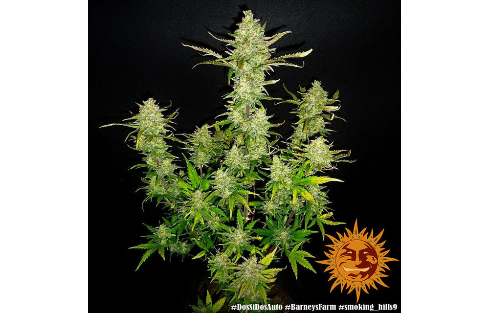 Dos Si Dos Auto Fem 5 pk