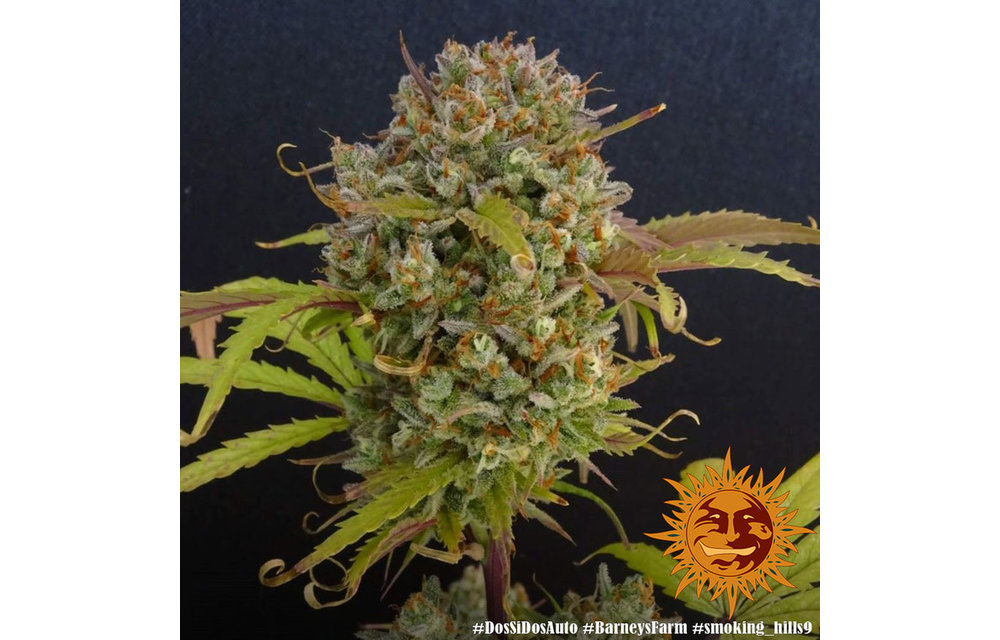 Dos Si Dos Auto Fem 5 pk