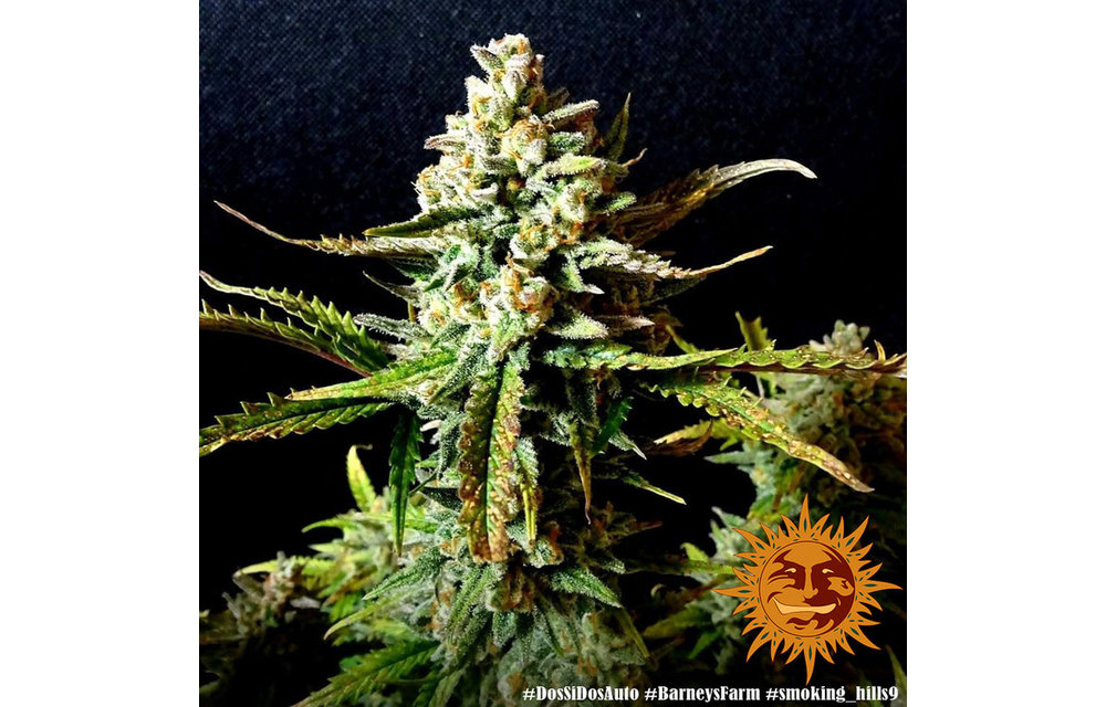 Dos Si Dos Auto Fem 5 pk