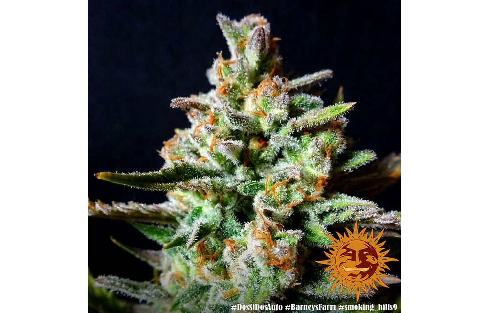 Dos Si Dos Auto Fem 5 pk