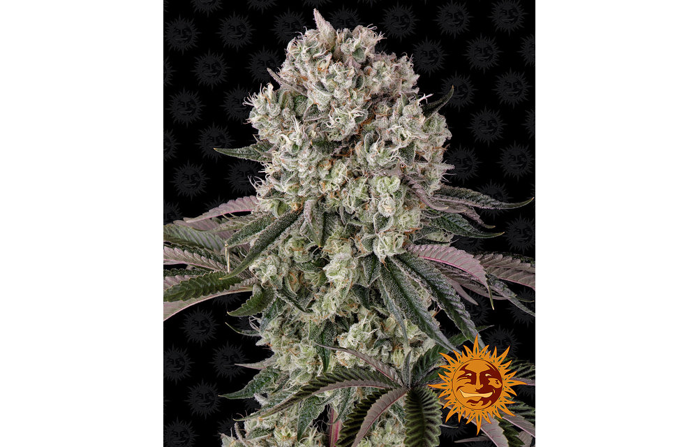 Glookies Fem 5 pk