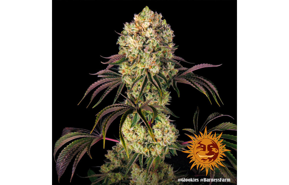 Glookies Fem 5 pk