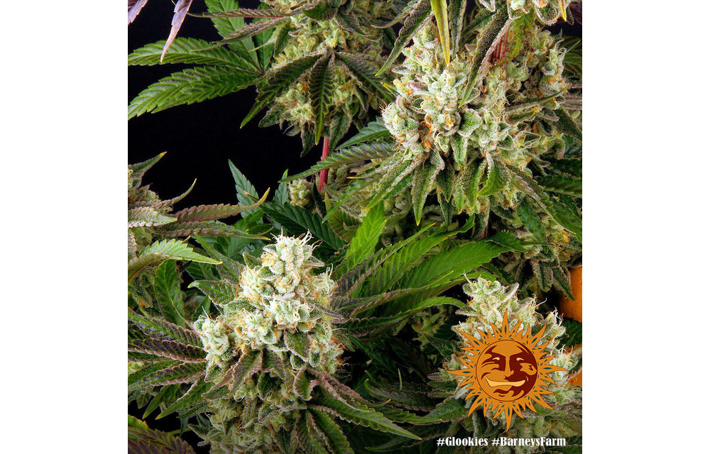 Glookies Fem 5 pk