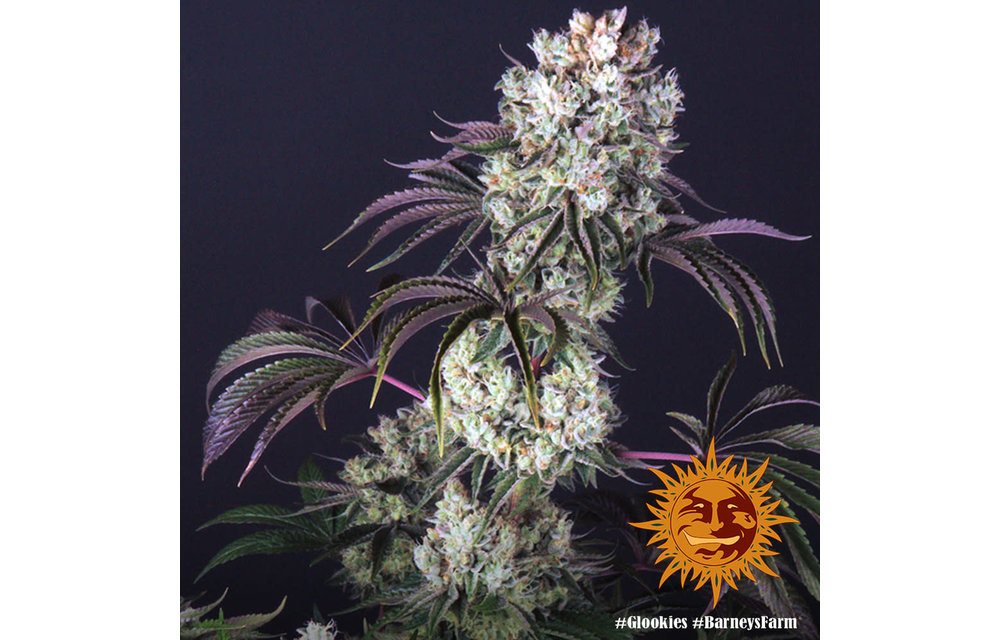 Glookies Fem 5 pk