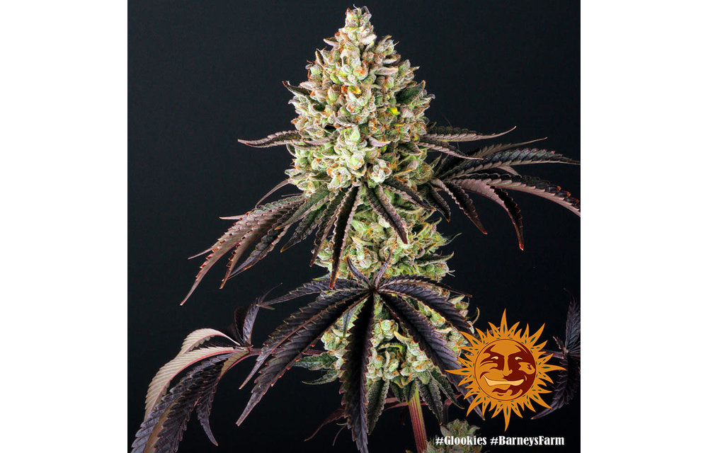 Glookies Fem 5 pk