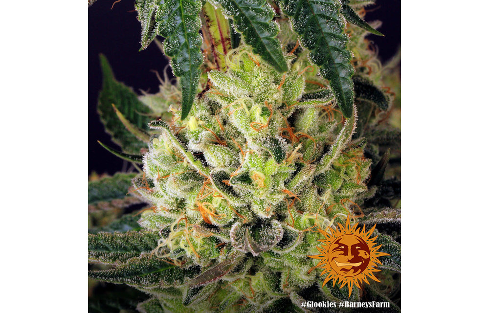 Glookies Fem 5 pk